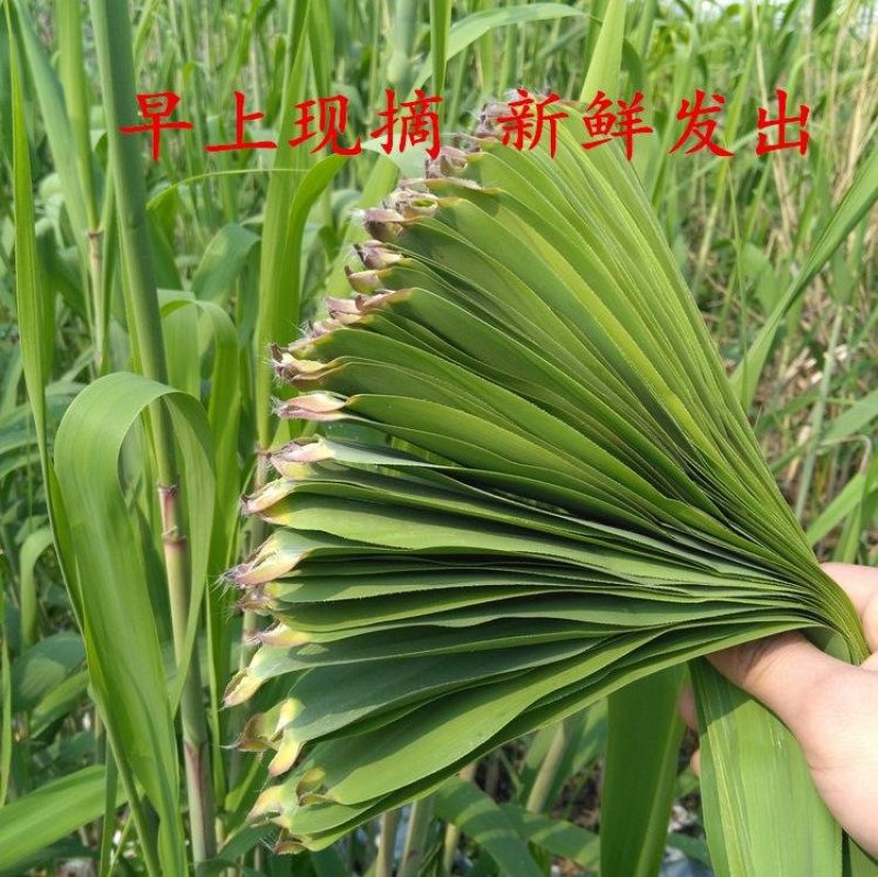 粽子叶野生粽叶水竹芒叶