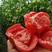 普罗旺斯番茄种子