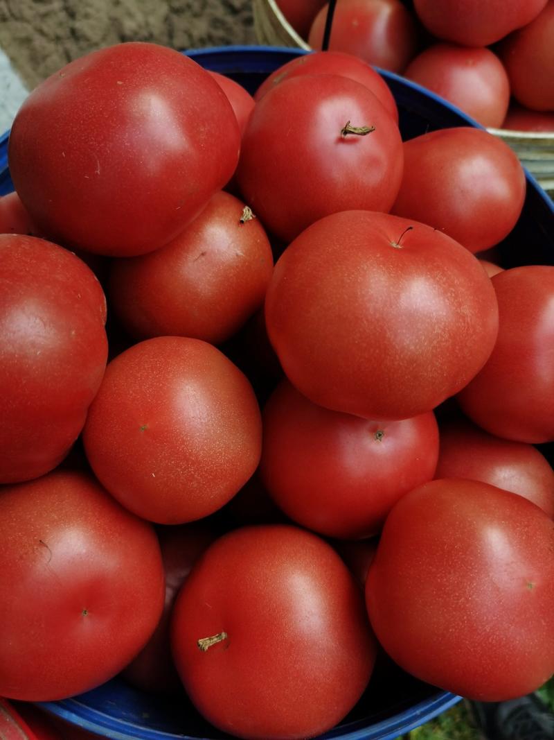 普罗旺斯番茄种子