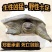 私房菜酒店农庄合作2—8斤外塘生态八年老生甲鱼团鱼老土鳖