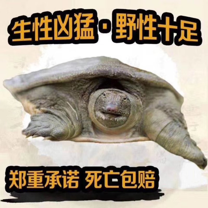 私房菜酒店农庄合作2—8斤外塘生态八年老生甲鱼团鱼老土鳖