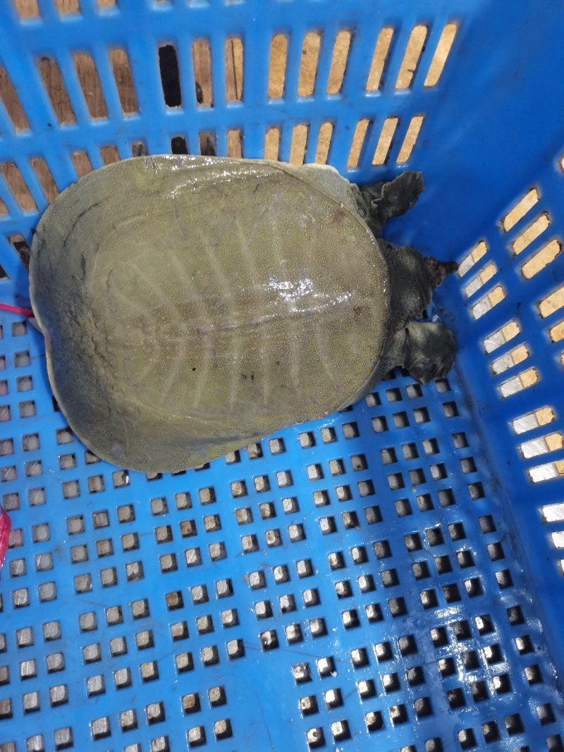 长期供应外塘三斤靓身大甲鱼，鱼鳖混养