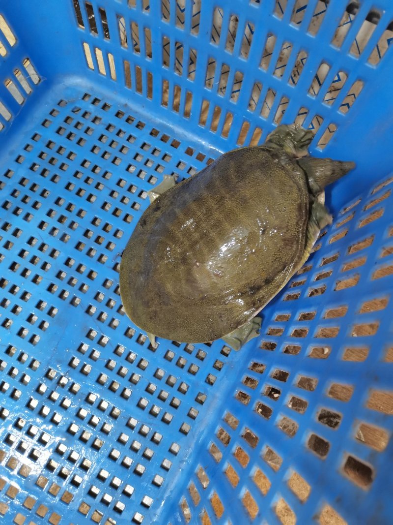 长期供应外塘三斤靓身大甲鱼，鱼鳖混养