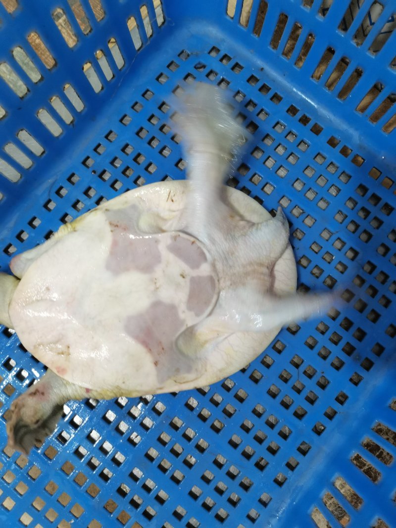 长期供应外塘三斤靓身大甲鱼，鱼鳖混养