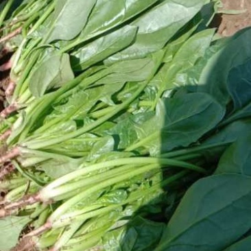 精品菠菜，大量上市