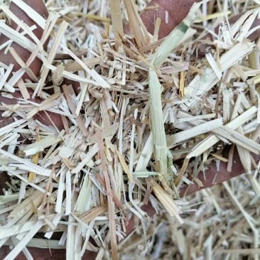 小麦秸秆大量出售各种规格小麦秸秆