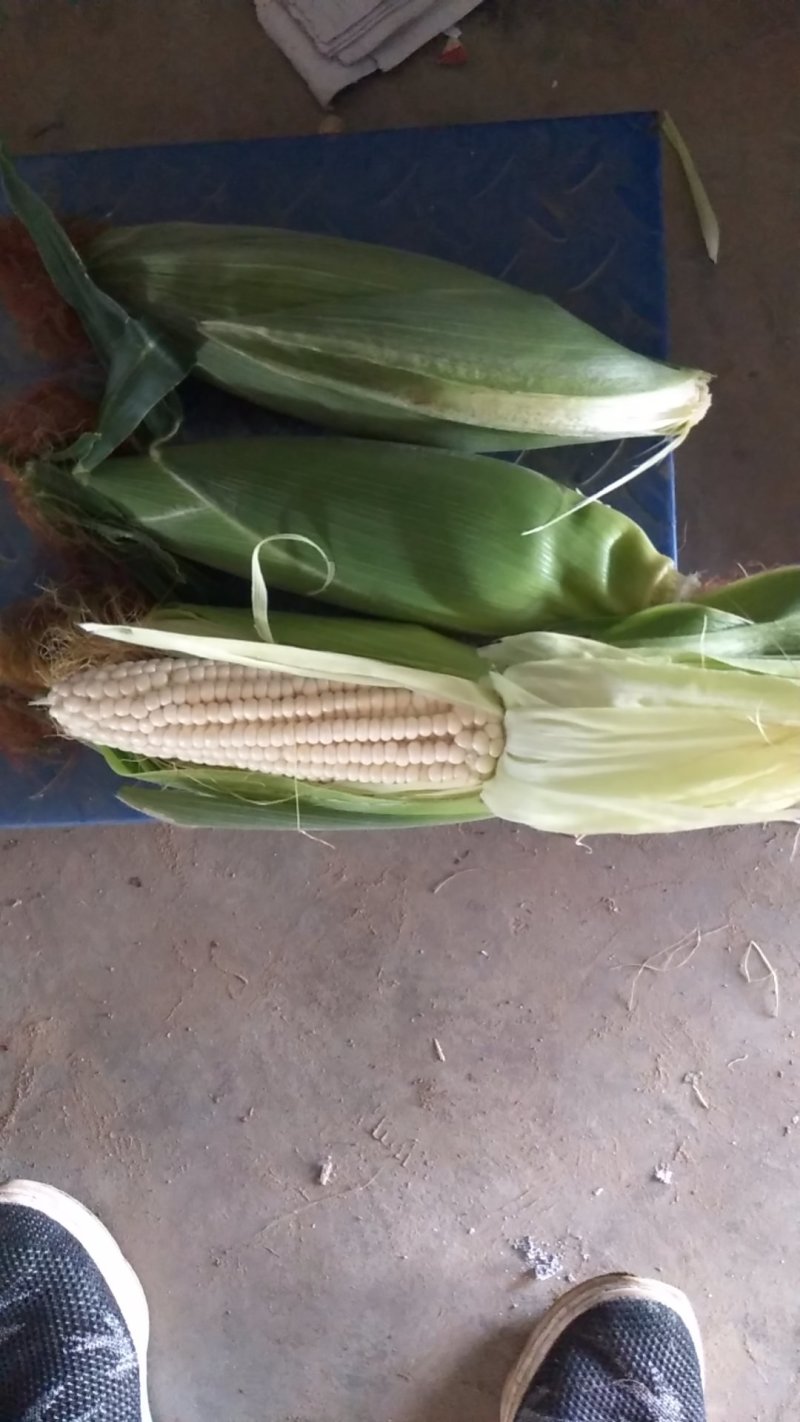 甜玉米基地种植上市中，有需要的朋友联系我