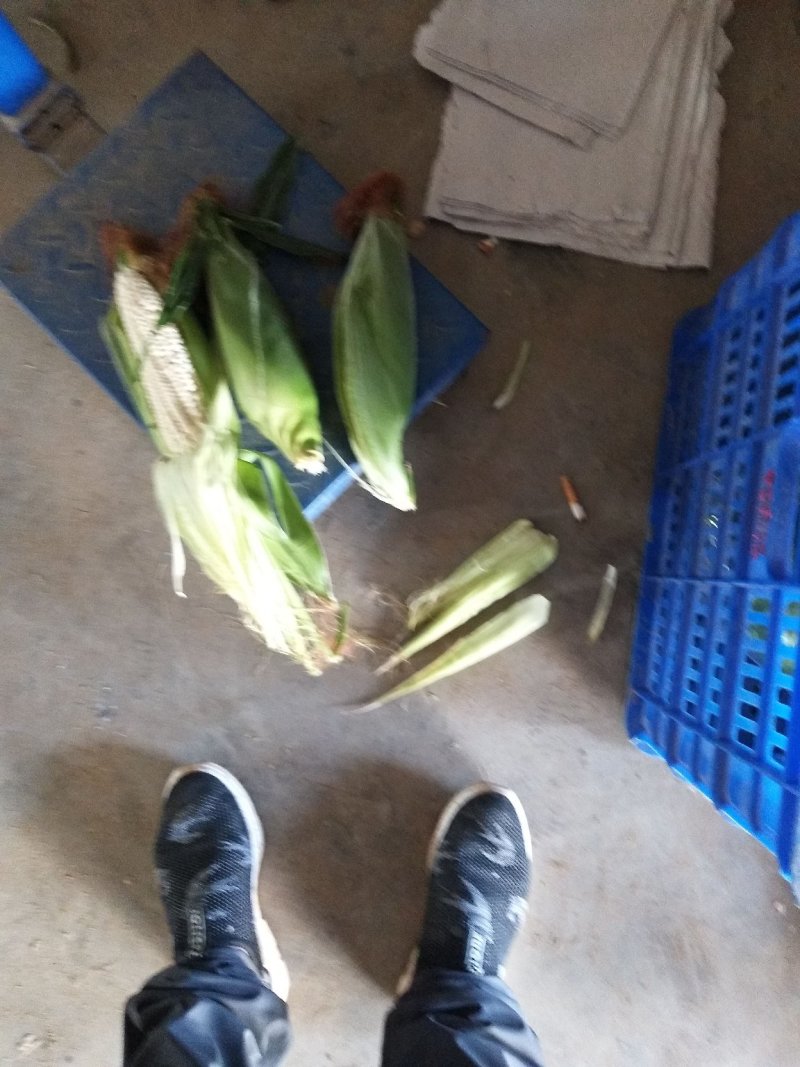 甜玉米基地种植上市中，有需要的朋友联系我