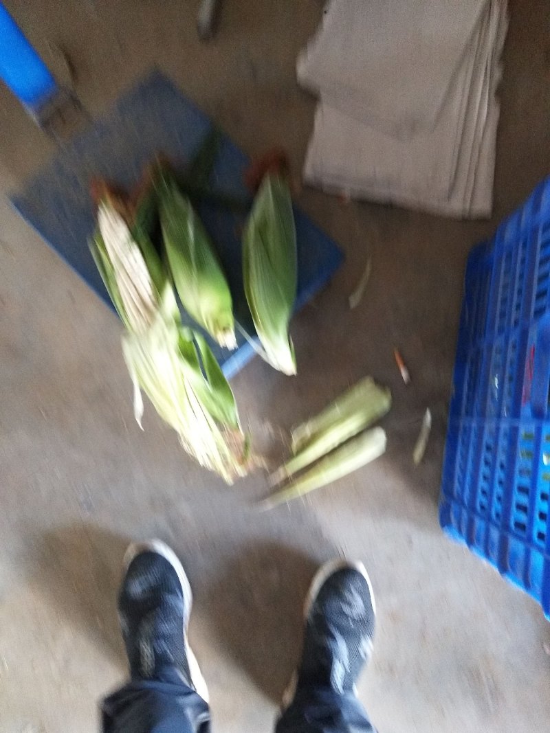 甜玉米基地种植上市中，有需要的朋友联系我