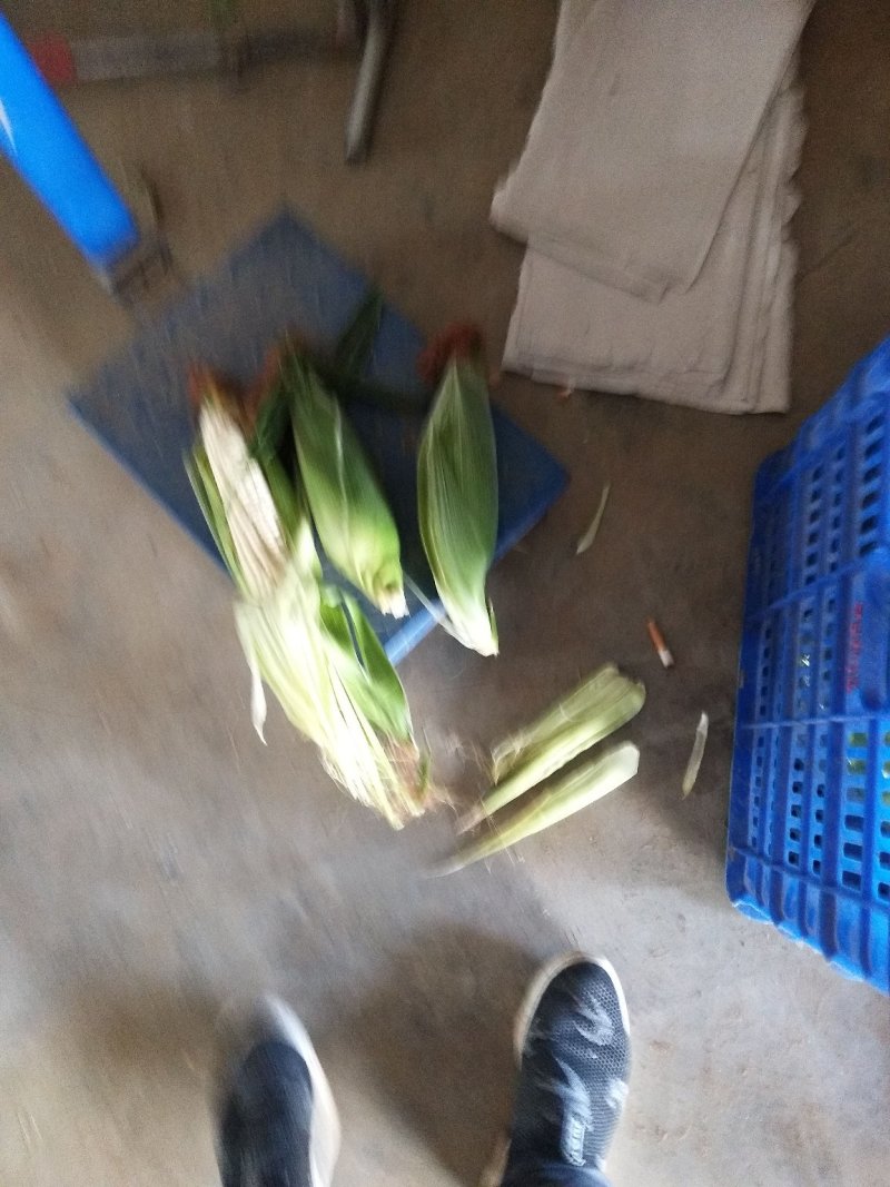 甜玉米基地种植上市中，有需要的朋友联系我