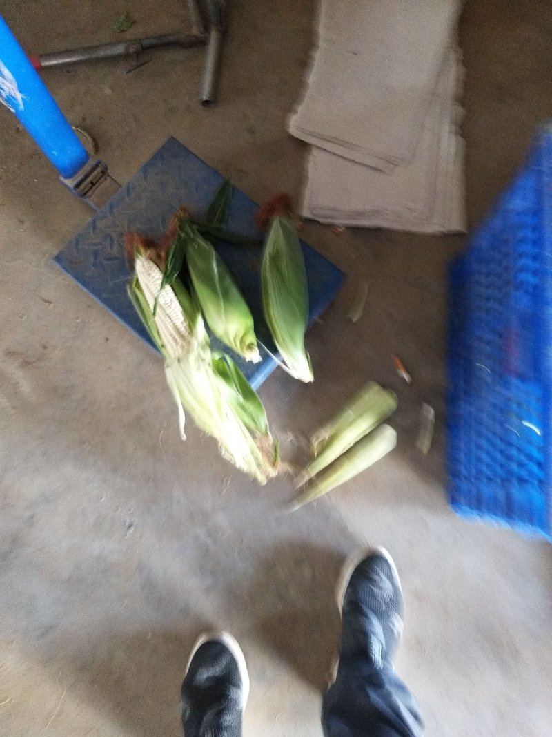 甜玉米基地种植上市中，有需要的朋友联系我