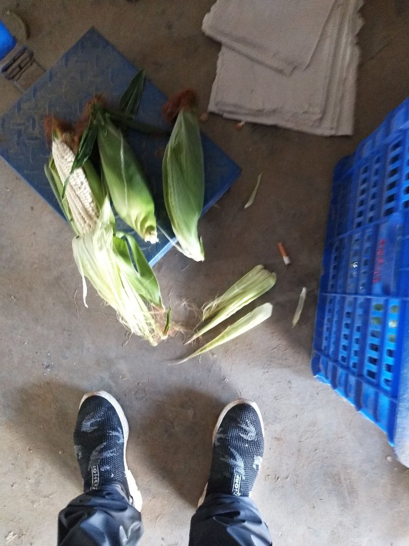 甜玉米基地种植上市中，有需要的朋友联系我