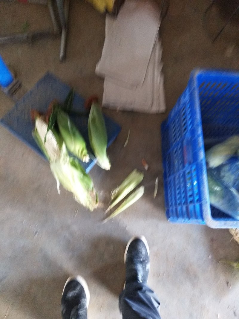 甜玉米基地种植上市中，有需要的朋友联系我