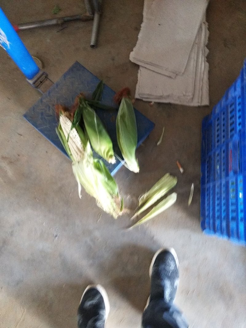 甜玉米基地种植上市中，有需要的朋友联系我