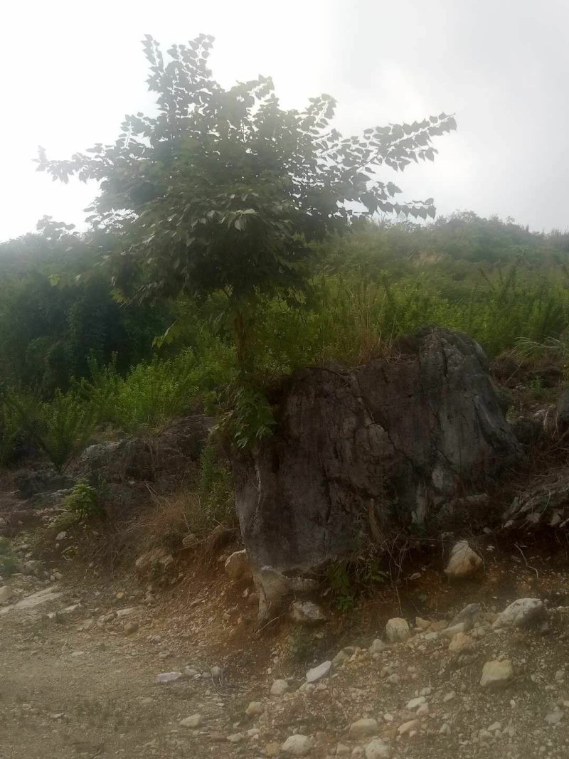 石树盆景风水树别墅绿化