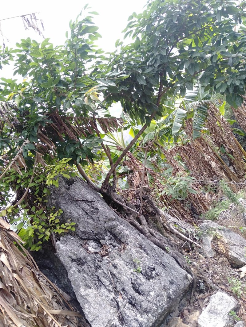 石树盆景风水树别墅绿化
