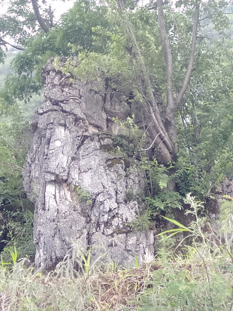石树盆景风水树别墅绿化