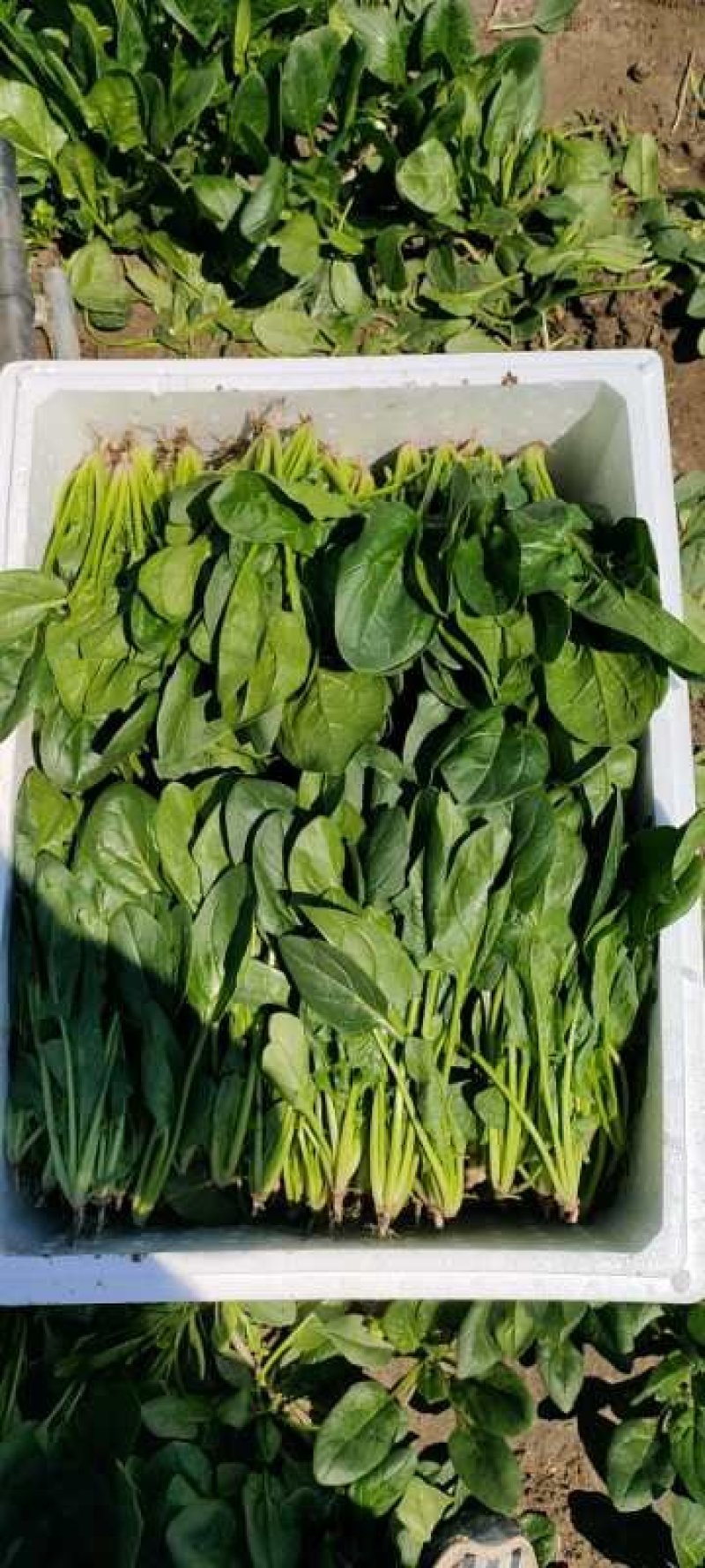 精品菠菜，大量上市