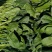 精品菠菜，大量上市