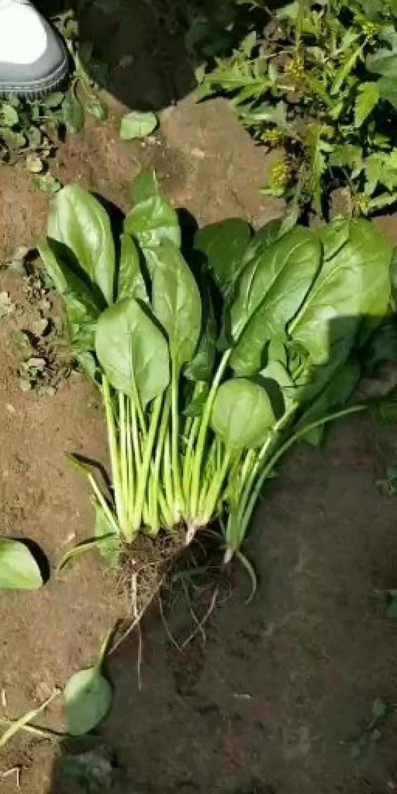，精品菠菜，大量上市