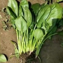 ，精品菠菜，大量上市