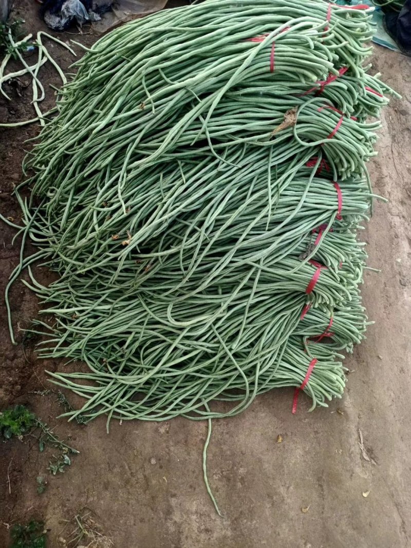 精品长豆角大量上市中60公分左右