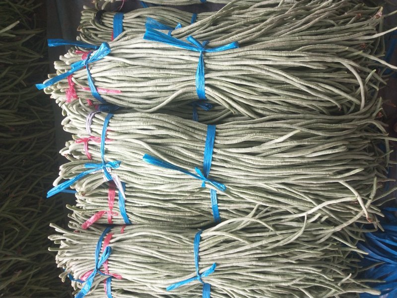 精品长豆角大量上市中60公分左右