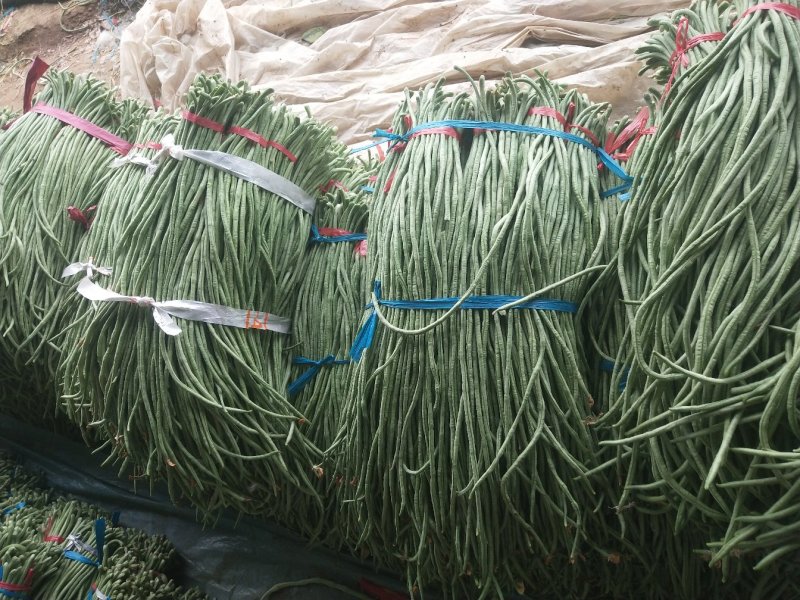 精品长豆角大量上市中60公分左右