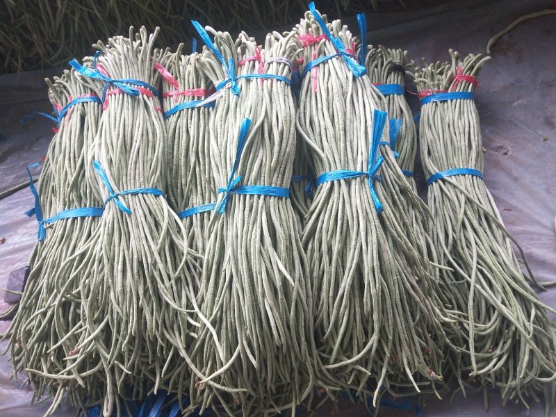精品长豆角大量上市中60公分左右