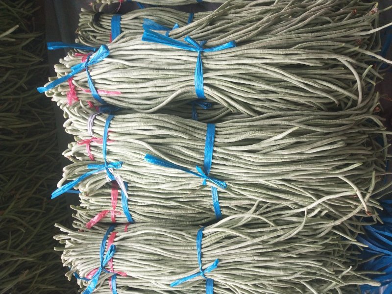 精品长豆角大量上市中60公分左右