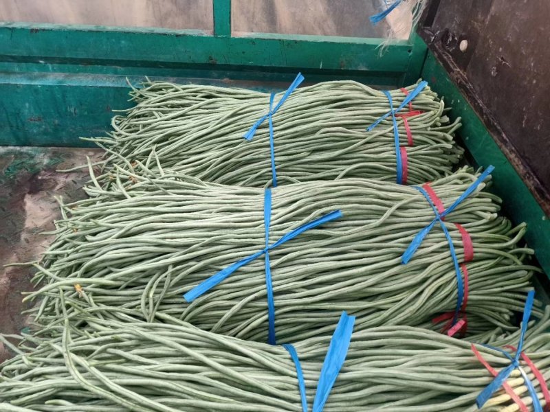 精品长豆角大量上市中60公分左右