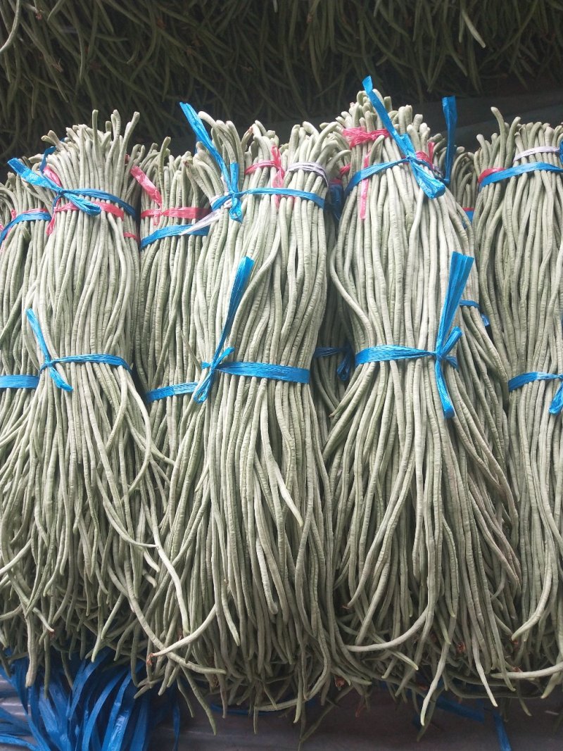 精品长豆角大量上市中60公分左右