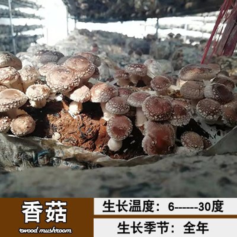 新鲜香菇自种新鲜香菇阳台种植,蘑菇菌棒,制棒基地直发