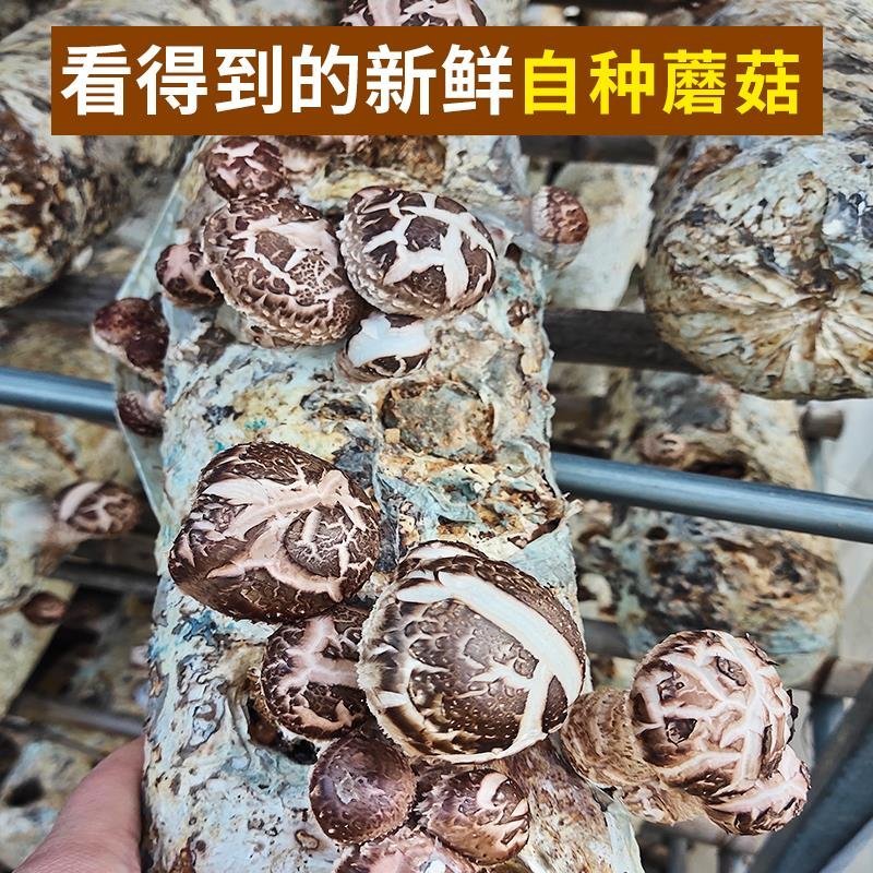 新鲜香菇自种新鲜香菇阳台种植,蘑菇菌棒,制棒基地直发