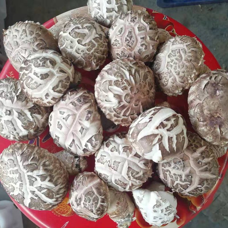 新鲜香菇自种新鲜香菇阳台种植,蘑菇菌棒,制棒基地直发