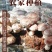 新鲜香菇自种新鲜香菇阳台种植,蘑菇菌棒,制棒基地直发