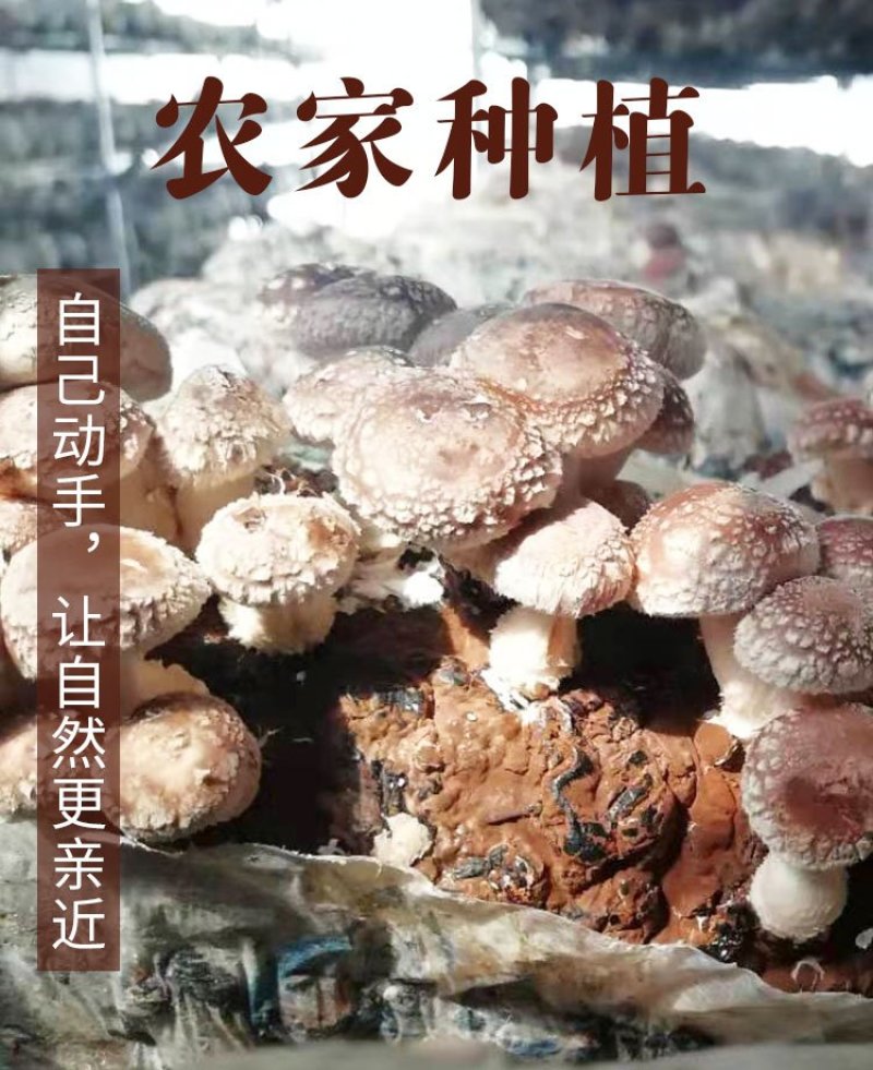 新鲜香菇自种新鲜香菇阳台种植,蘑菇菌棒,制棒基地直发