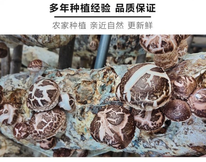 新鲜香菇自种新鲜香菇阳台种植,蘑菇菌棒,制棒基地直发