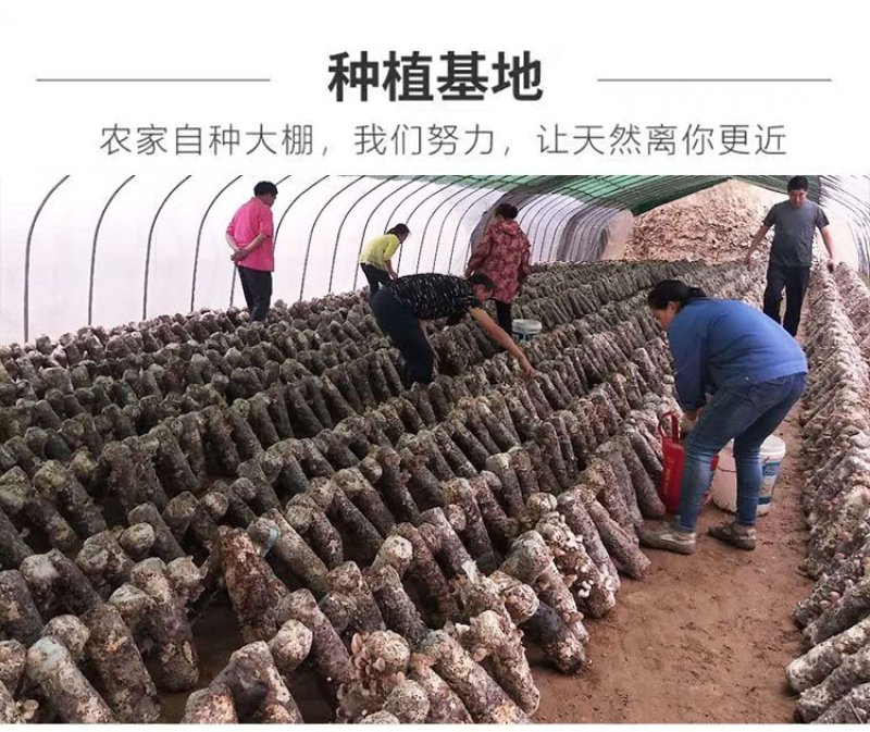 新鲜香菇自种新鲜香菇阳台种植,蘑菇菌棒,制棒基地直发