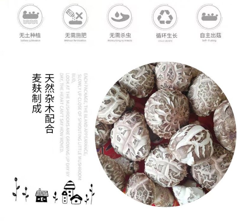 新鲜香菇自种新鲜香菇阳台种植,蘑菇菌棒,制棒基地直发
