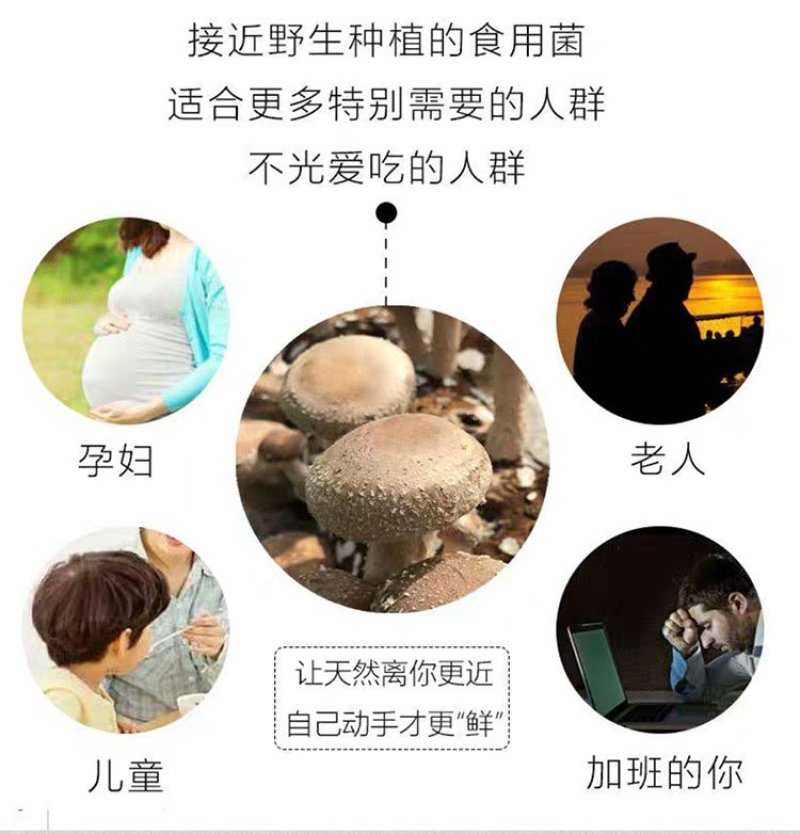 新鲜香菇自种新鲜香菇阳台种植,蘑菇菌棒,制棒基地直发