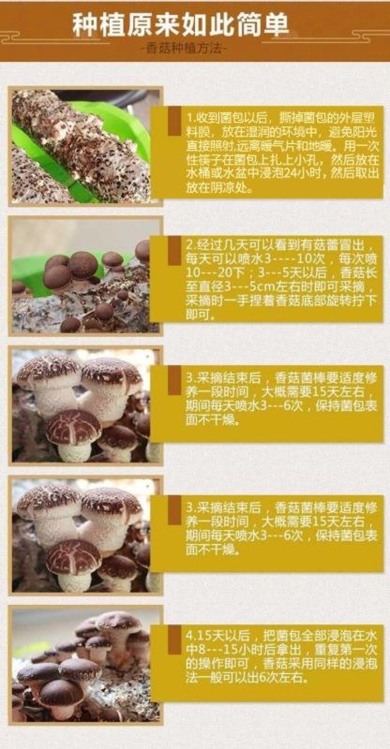 新鲜香菇自种新鲜香菇阳台种植,蘑菇菌棒,制棒基地直发