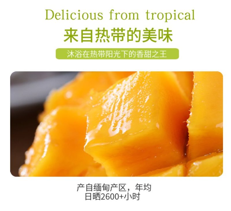 缅甸进口圣德龙芒果热带应季新鲜芒果整箱水果包邮现摘大芒果