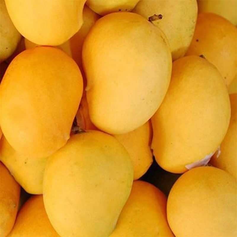 缅甸进口圣德龙芒果热带应季新鲜芒果整箱水果包邮现摘大芒果