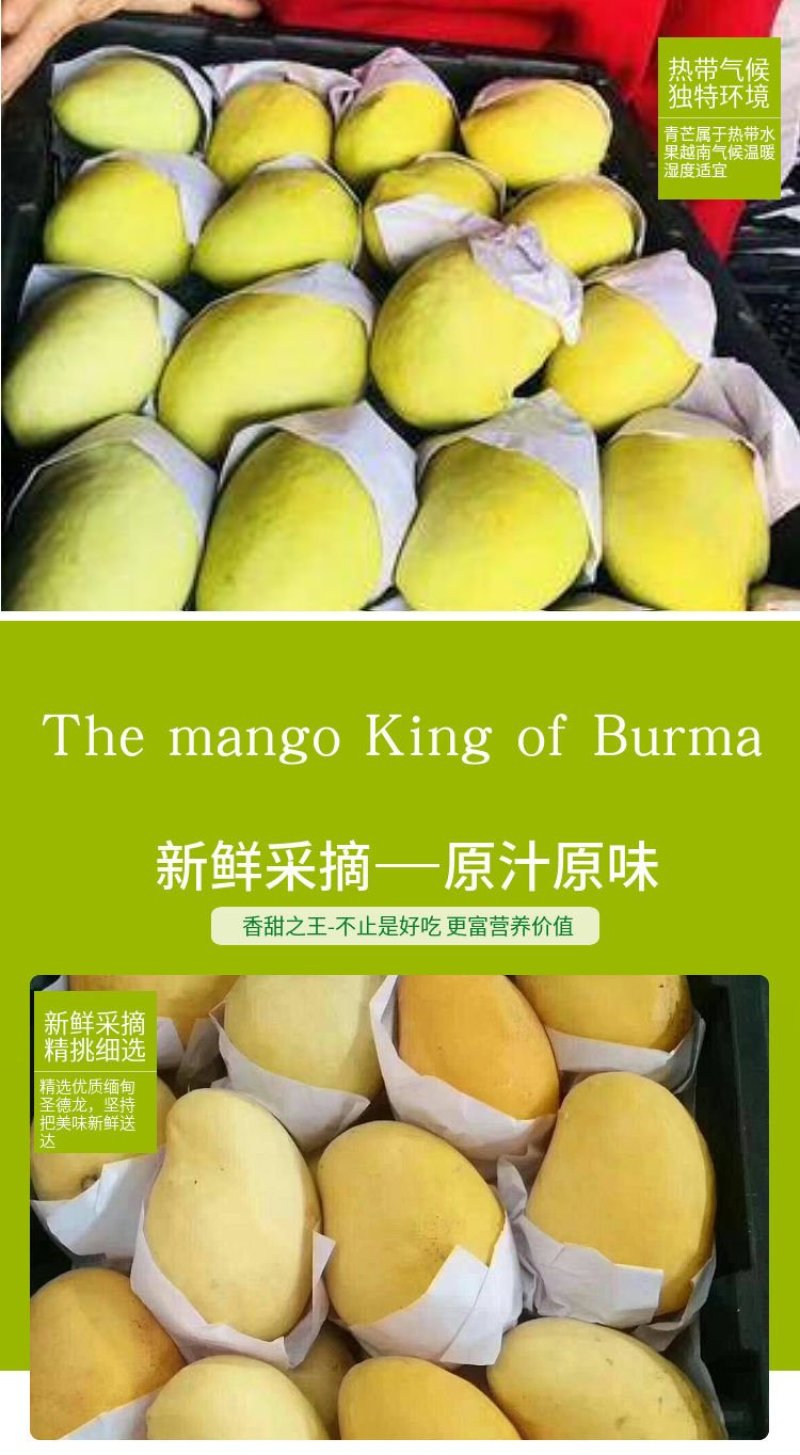 缅甸进口圣德龙芒果热带应季新鲜芒果整箱水果包邮现摘大芒果