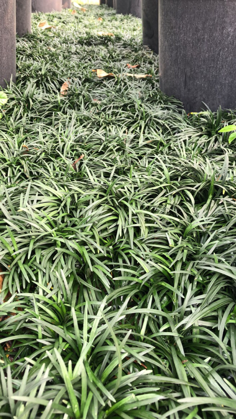 玉龙草