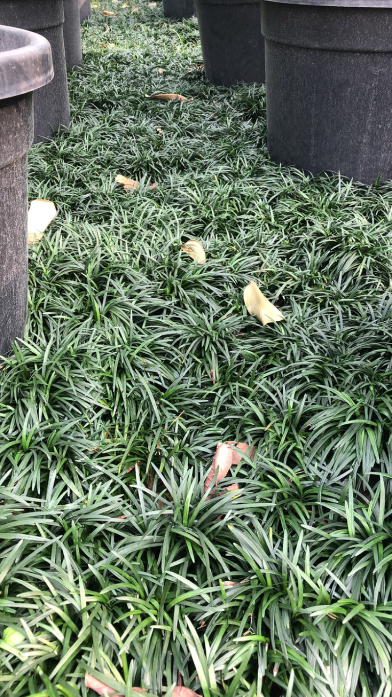 玉龙草