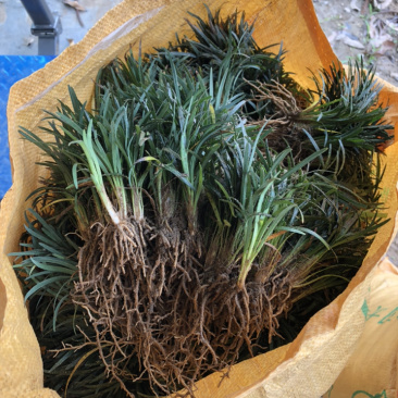 玉龙草