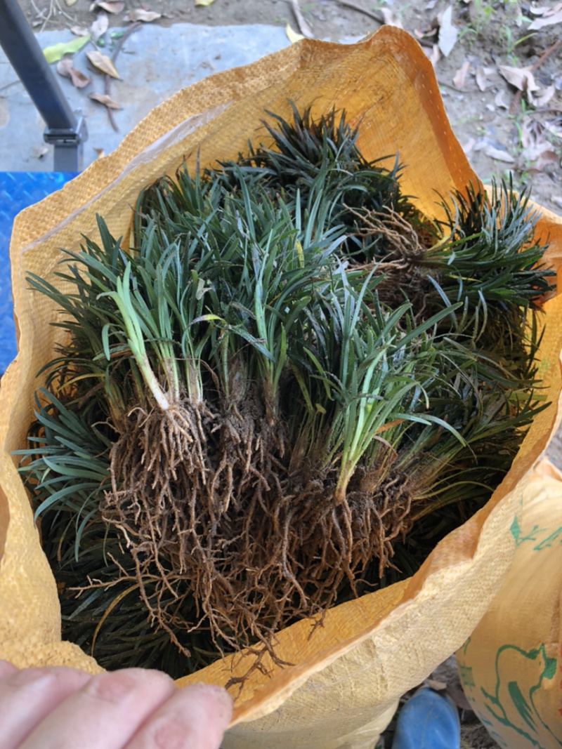 玉龙草