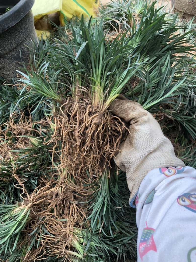 玉龙草